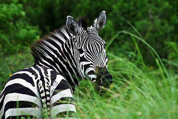 animals serengeti, Serengeti, animals, Африка, Диви животни, резерват, парк, Olduvai Gorge, Olduvai Gorge, Serengeti Animals