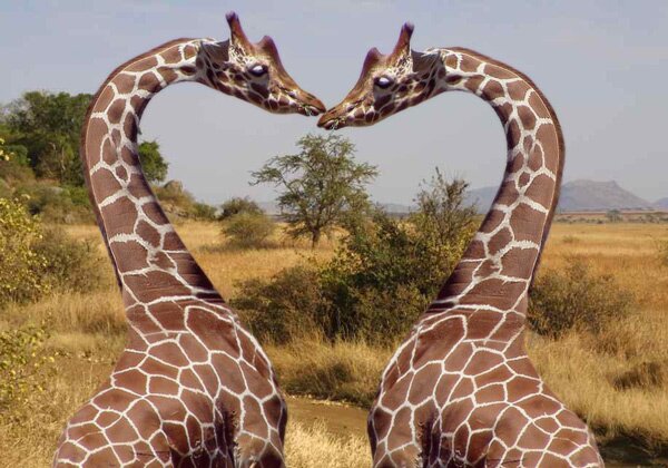 animals serengeti, Serengeti, animals, Африка, Диви животни, резерват, парк, Olduvai Gorge, Olduvai Gorge, Serengeti Animals