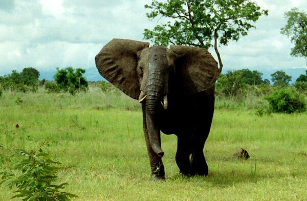 animals serengeti, Serengeti, animals, Африка, Диви животни, резерват, парк, Olduvai Gorge, Olduvai Gorge, Serengeti Animals