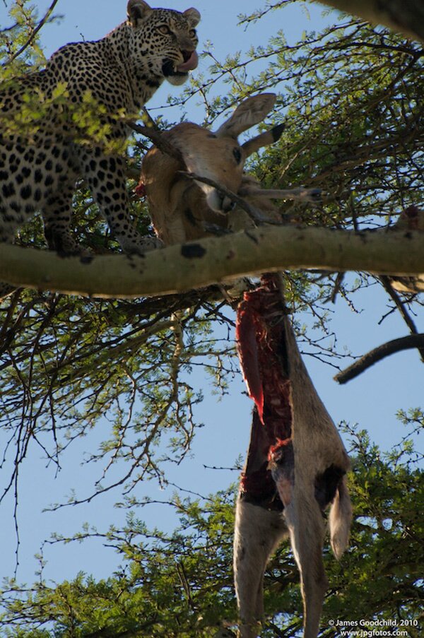 animals serengeti, Serengeti, animals, Африка, Диви животни, резерват, парк, Olduvai Gorge, Olduvai Gorge, Serengeti Animals