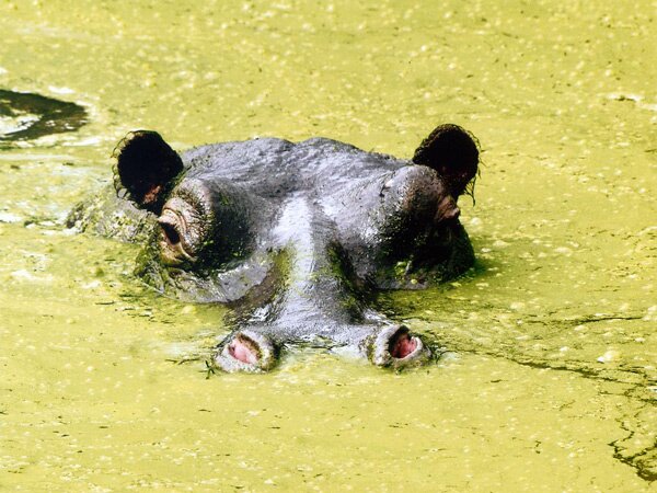 animals serengeti, Serengeti, animals, Африка, Диви животни, резерват, парк, Olduvai Gorge, Olduvai Gorge, Serengeti Animals