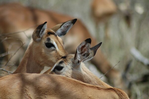 animals serengeti, Serengeti, animals, Африка, Диви животни, резерват, парк, Olduvai Gorge, Olduvai Gorge, Serengeti Animals