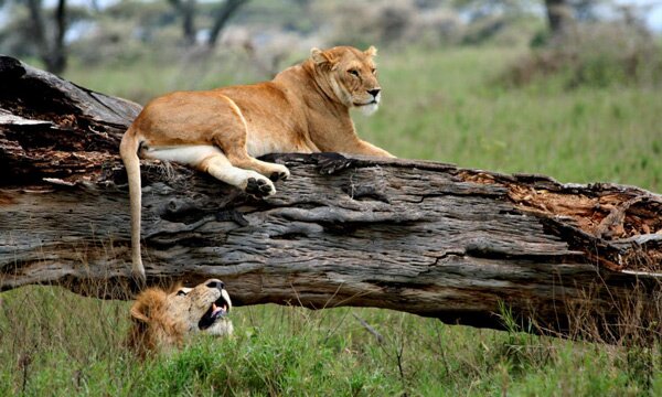 animals serengeti, Serengeti, animals, Африка, Диви животни, резерват, парк, Olduvai Gorge, Olduvai Gorge, Serengeti Animals
