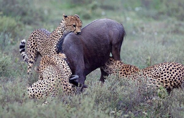 animals serengeti, Serengeti, animals, Африка, Диви животни, резерват, парк, Olduvai Gorge, Olduvai Gorge, Serengeti Animals