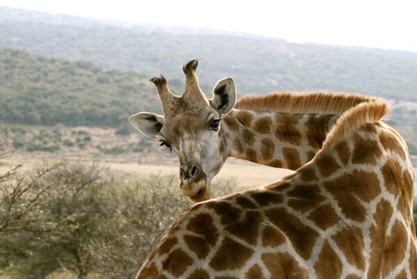 animals serengeti, Serengeti, animals, Африка, Диви животни, резерват, парк, Olduvai Gorge, Olduvai Gorge, Serengeti Animals