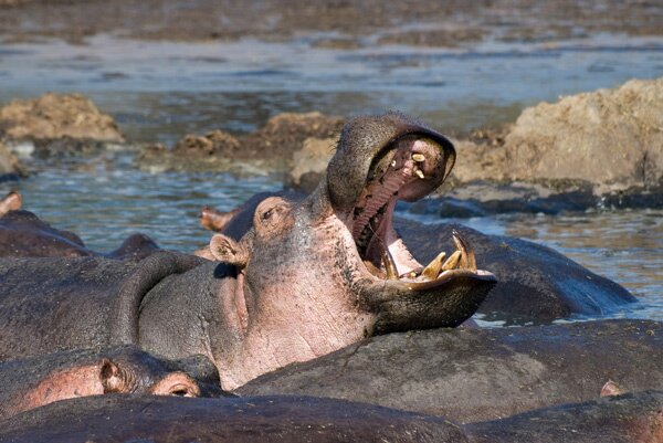 animals serengeti, Serengeti, animals, Африка, Диви животни, резерват, парк, Olduvai Gorge, Olduvai Gorge, Serengeti Animals