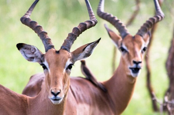 animals serengeti, Serengeti, animals, Африка, Диви животни, резерват, парк, Olduvai Gorge, Olduvai Gorge, Serengeti Animals