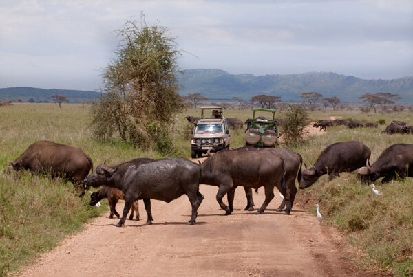 animals serengeti, Serengeti, animals, Африка, Диви животни, резерват, парк, Olduvai Gorge, Olduvai Gorge, Serengeti Animals