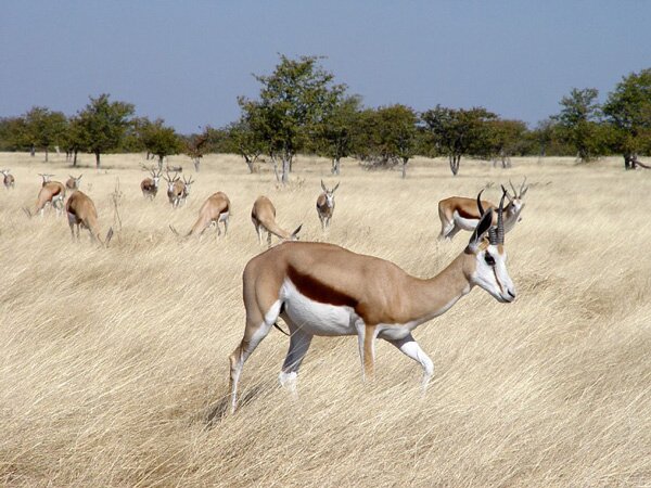 animals serengeti, Serengeti, animals, Африка, Диви животни, резерват, парк, Olduvai Gorge, Olduvai Gorge, Serengeti Animals