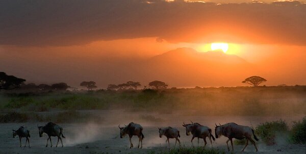 animals serengeti, Serengeti, animals, Африка, Диви животни, резерват, парк, Olduvai Gorge, Olduvai Gorge, Serengeti Animals