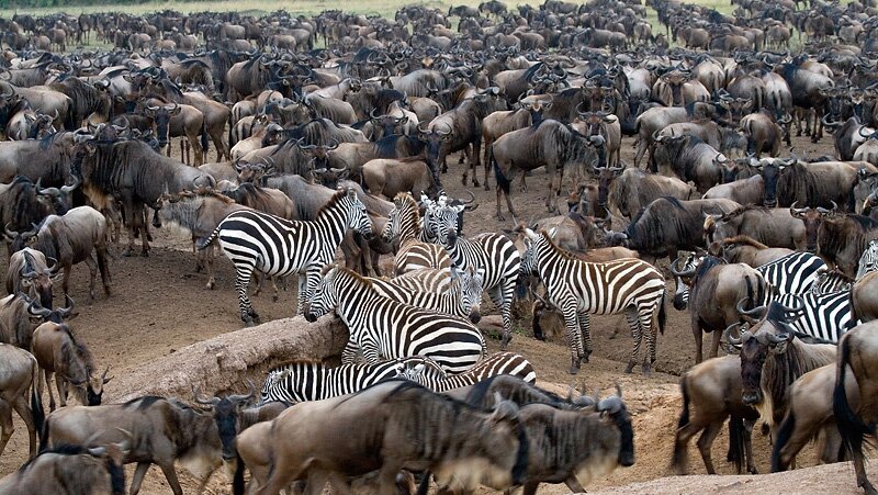 animals serengeti, Serengeti, animals, Африка, Диви животни, резерват, парк, Olduvai Gorge, Olduvai Gorge, Serengeti Animals