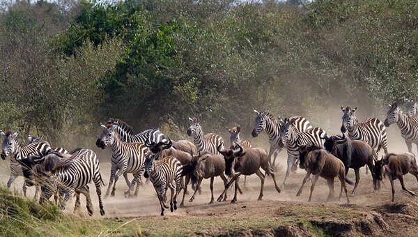 animals serengeti, Serengeti, animals, Африка, Диви животни, резерват, парк, Olduvai Gorge, Olduvai Gorge, Serengeti Animals