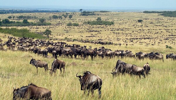 animals serengeti, Serengeti, animals, Африка, Диви животни, резерват, парк, Olduvai Gorge, Olduvai Gorge, Serengeti Animals