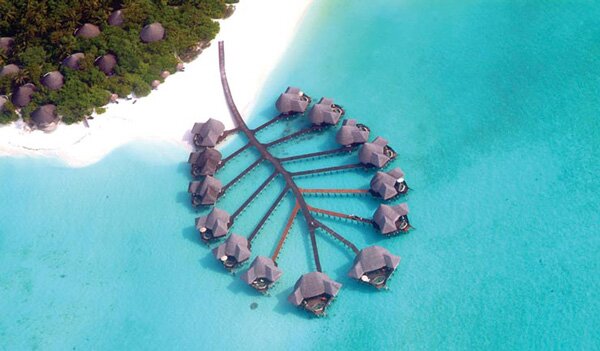 COCO PALM BODU HITHI