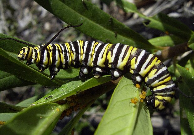 пеперуда, пеперудите Монарх, Danaus plexippus, Южна Канада 
