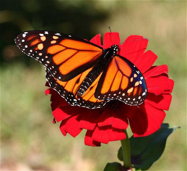 пеперуда, пеперудите Монарх, Danaus plexippus, Южна Канада 