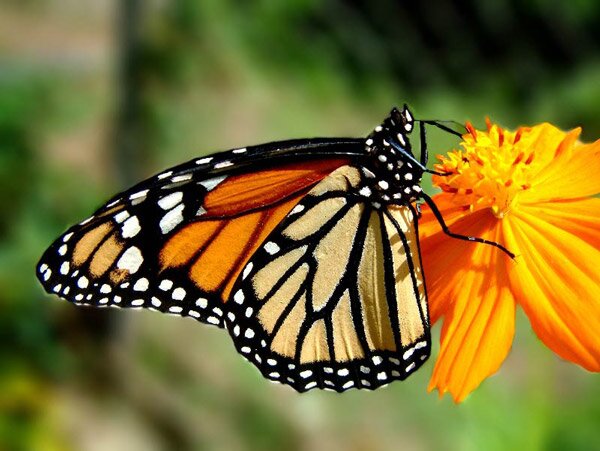 пеперуда, пеперудите Монарх, Danaus plexippus, Южна Канада 