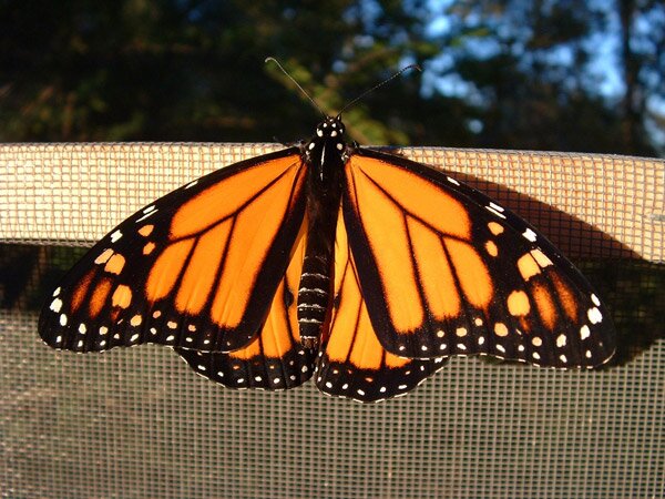 пеперуда, пеперудите Монарх, Danaus plexippus, Южна Канада 