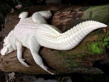 Същества със странни окраски