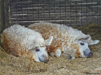 Мангалица–породата прасе с вид на овца