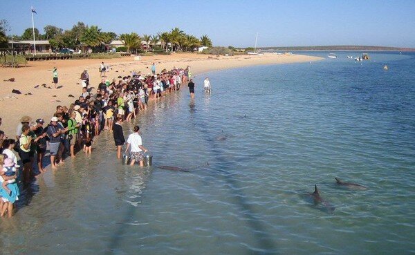 Манки Миа - близо до делфините (Monkey Mia) 