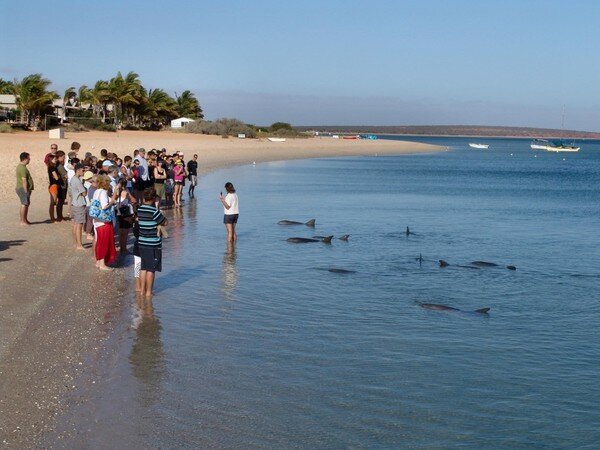 Манки Миа - близо до делфините (Monkey Mia) 