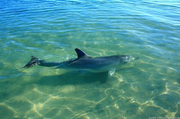 Манки Миа - близо до делфините (Monkey Mia) 