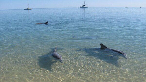 Манки Миа - близо до делфините (Monkey Mia) 