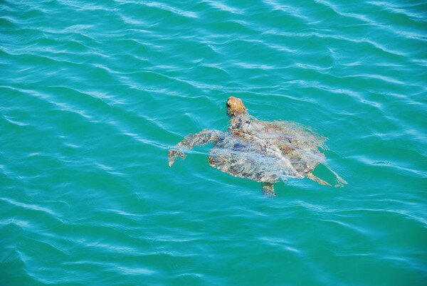 Манки Миа - близо до делфините (Monkey Mia) 