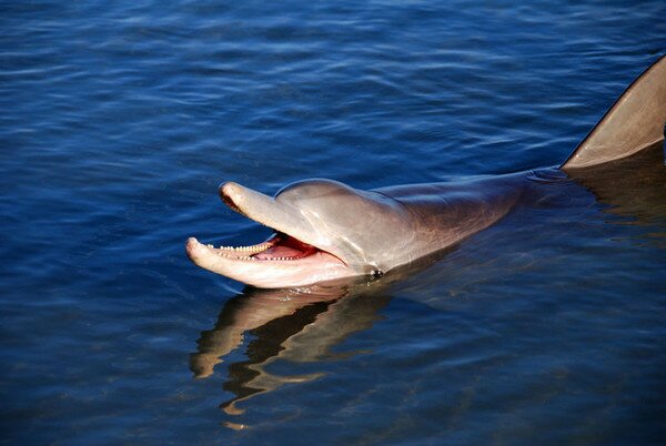 Манки Миа - близо до делфините (Monkey Mia) 